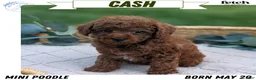 Toy Poodle dogs for sale: Cash - Ad 1