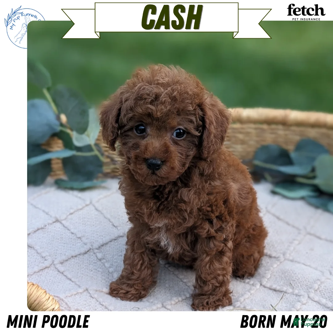 Toy Poodle dogs for sale: Cash - Ad 1