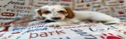 Cockapoo dogs for sale: Tony - Ad 3