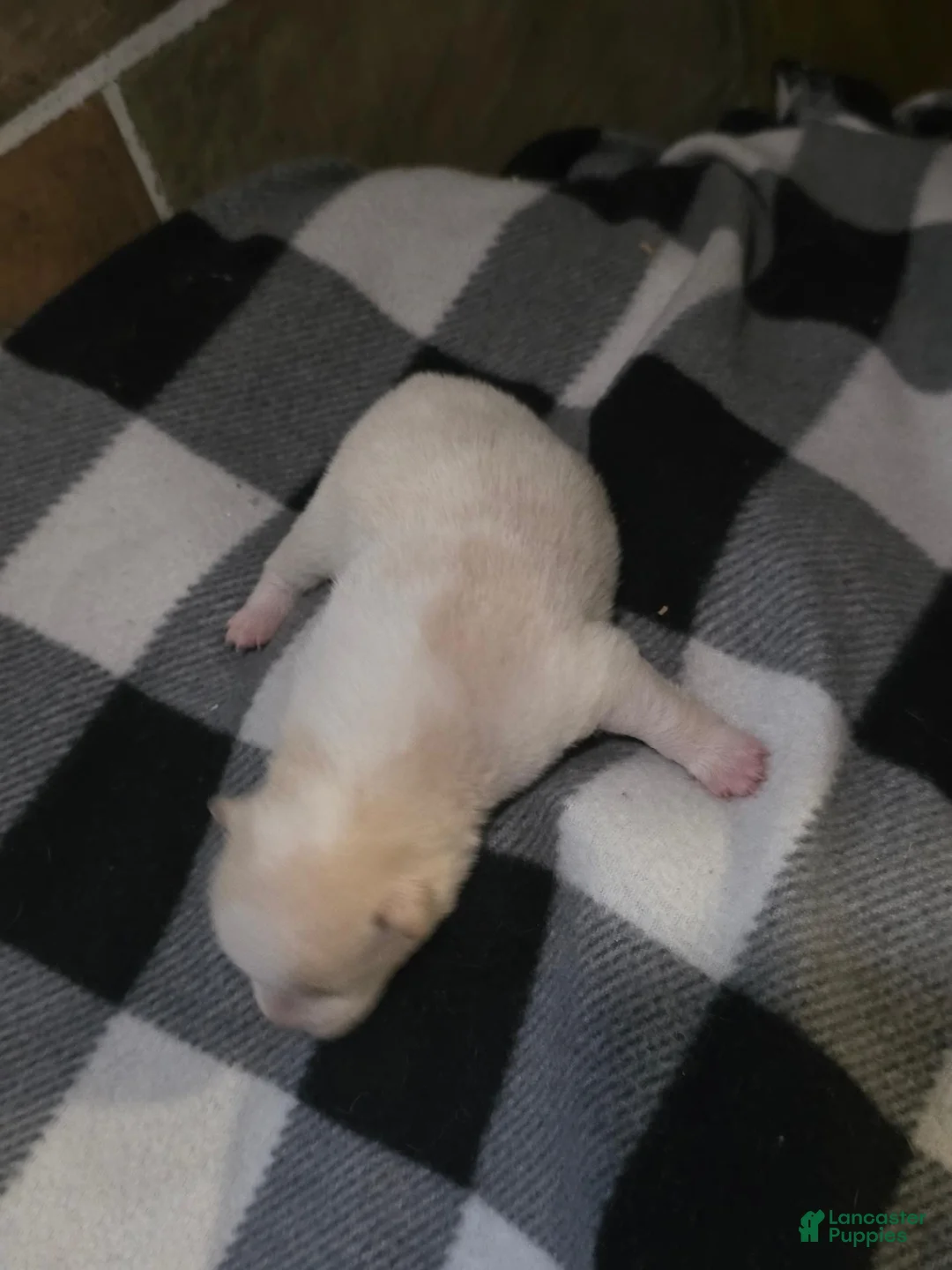 Shiba Inu dogs for sale: Shiba Inu 2 - Ad 2