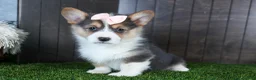 Welsh Corgi Pembroke dogs for sale: Roxanne - Ad 3