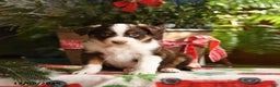 Australian Shepherd dogs for sale: Angus - Ad 2