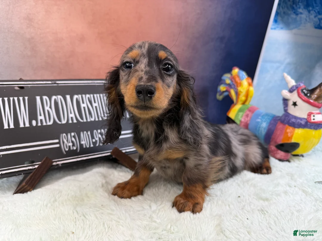Dachshund dogs for sale: Standard black and tan dapple - Ad 2
