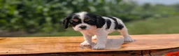 Cavalier King Charles Spaniel dogs for sale: Izzy - Ad 4