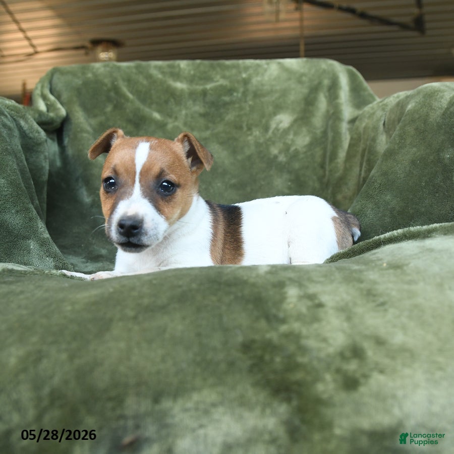 Jack Russell Terrier dogs Escapade - Ad 2