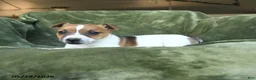 Jack Russell Terrier dogs for sale: Escapade - Ad 2