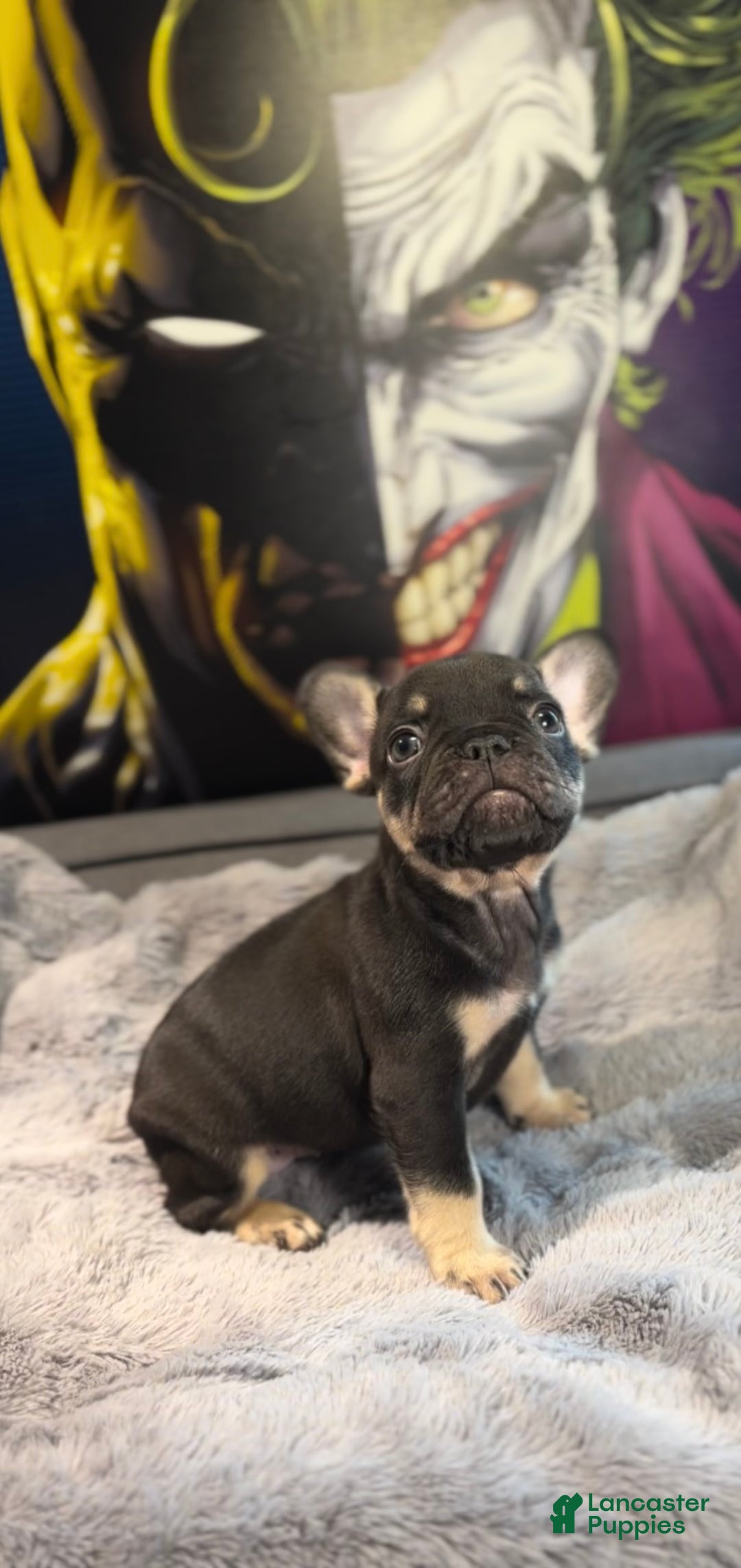 French Bulldog dogs for sale: Blue - Ad 11