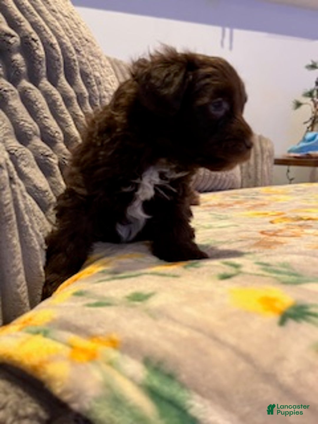 Pomapoo dogs for sale: Kevin - Ad 4