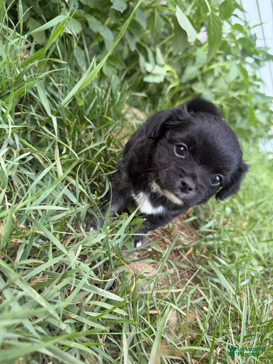 Chihuahua dogs for sale: Casper - Ad 1