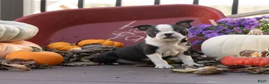 Charlie Boston Terrier 