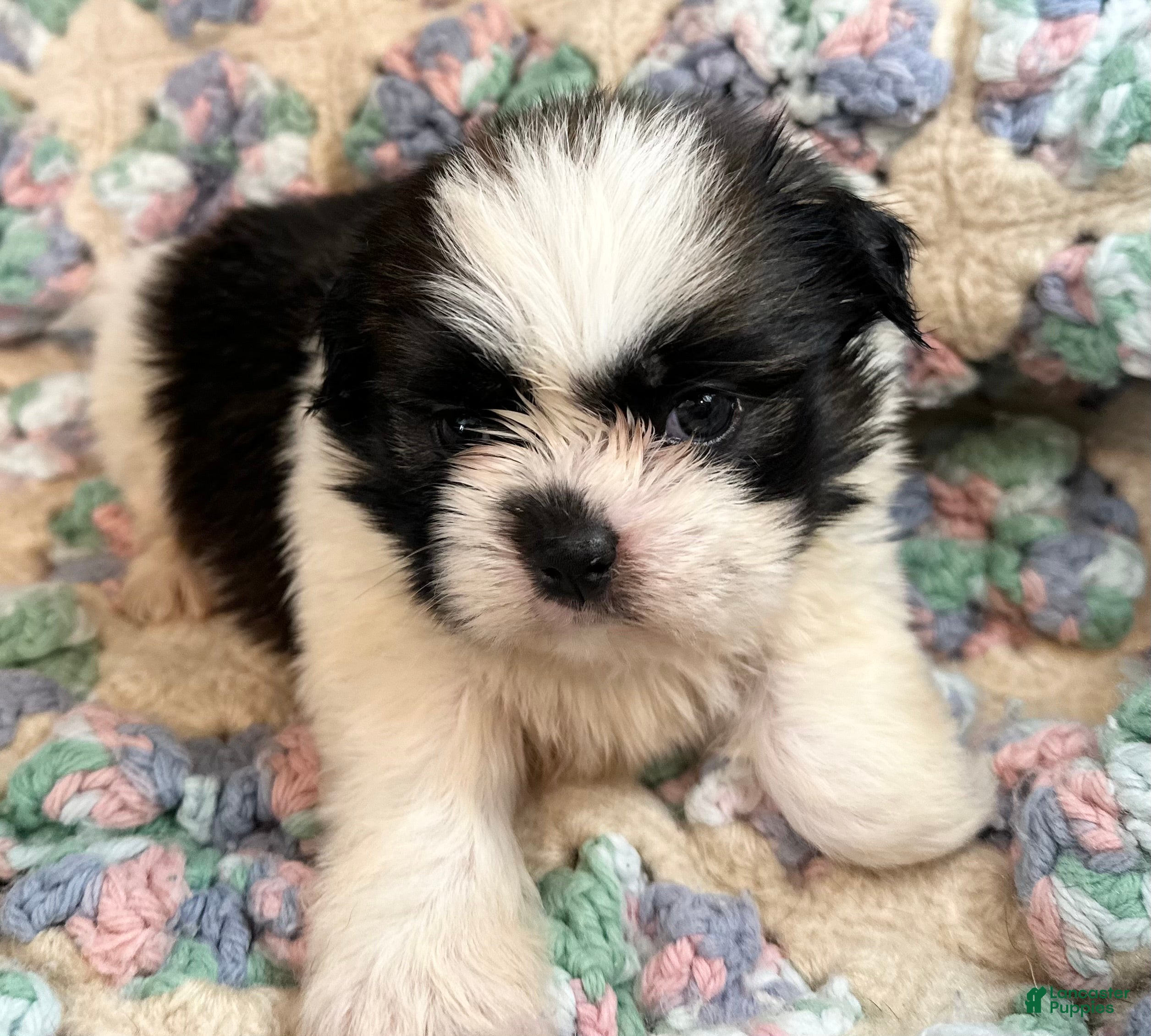 Shih Tzu dogs Shih Tzu 4 - Ad 1