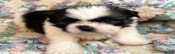 Shih Tzu dogs for sale: Shih Tzu 4 - Ad 1