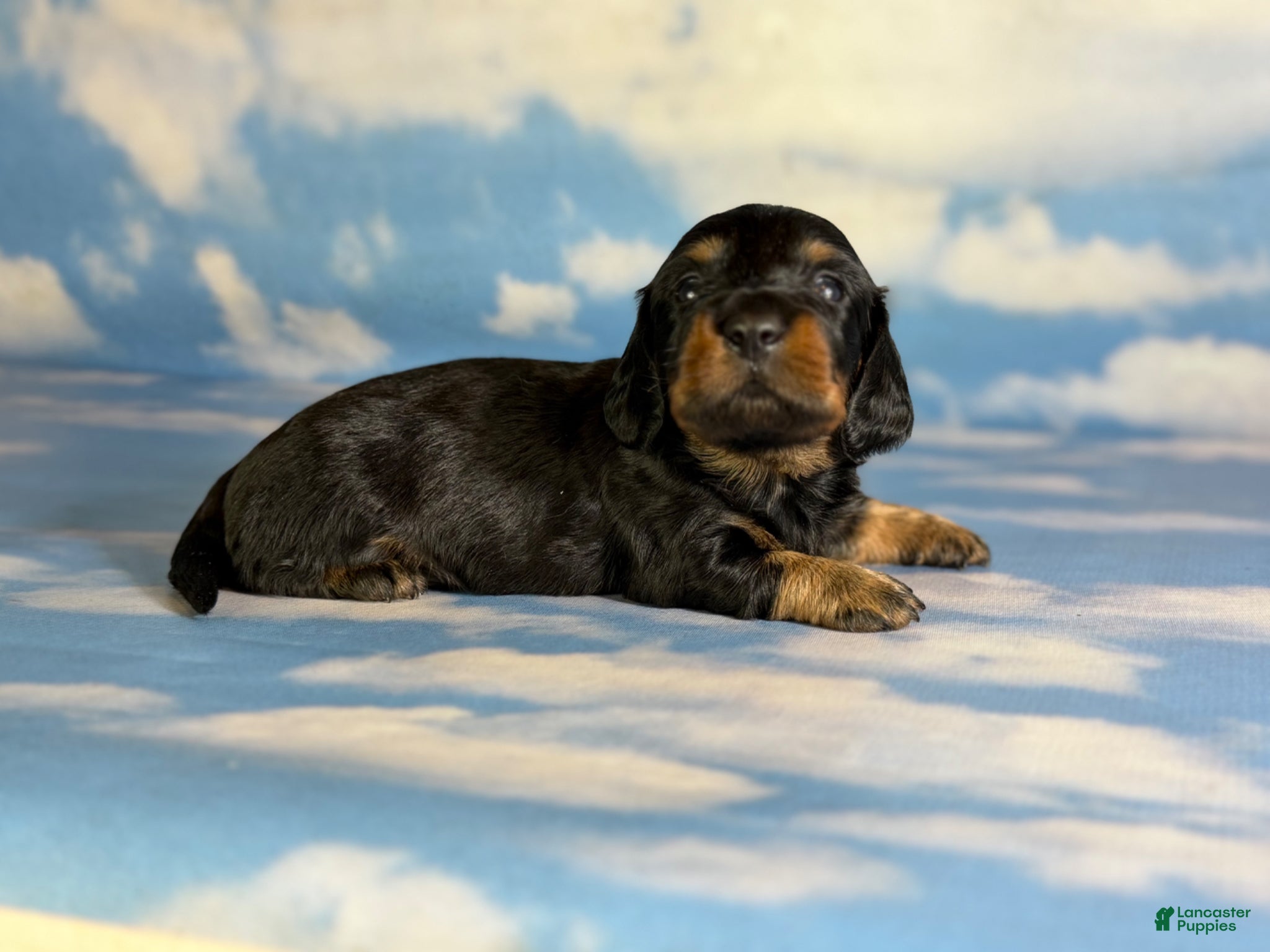 Miniature Dachshund dogs Paco LH  - Ad 2