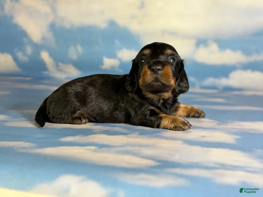 Miniature Dachshund dogs for sale: Paco LH  - Ad 2