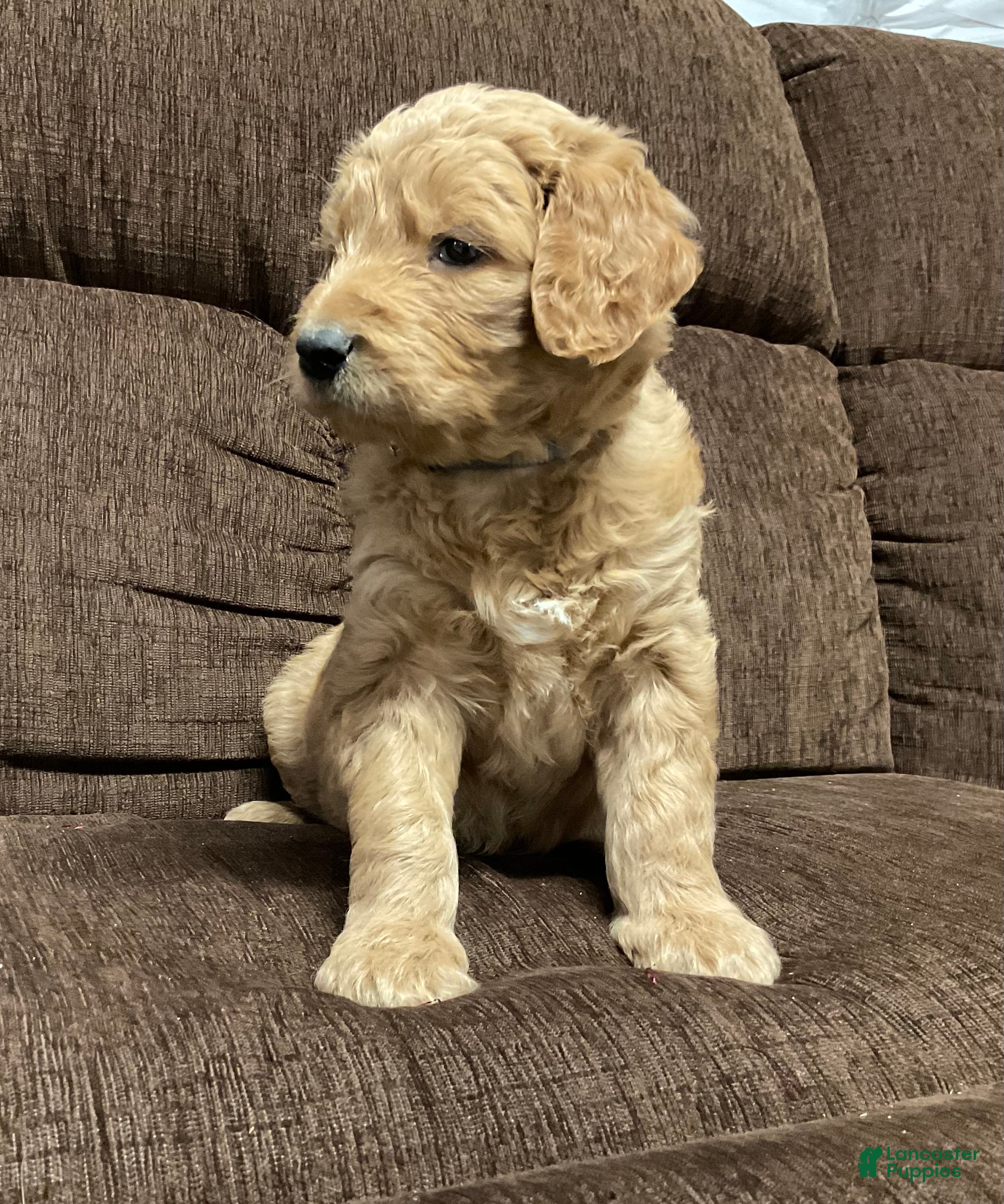 Goldendoodle dogs Caz - Ad 35