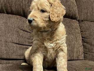 Goldendoodle dogs Caz - Ad 35