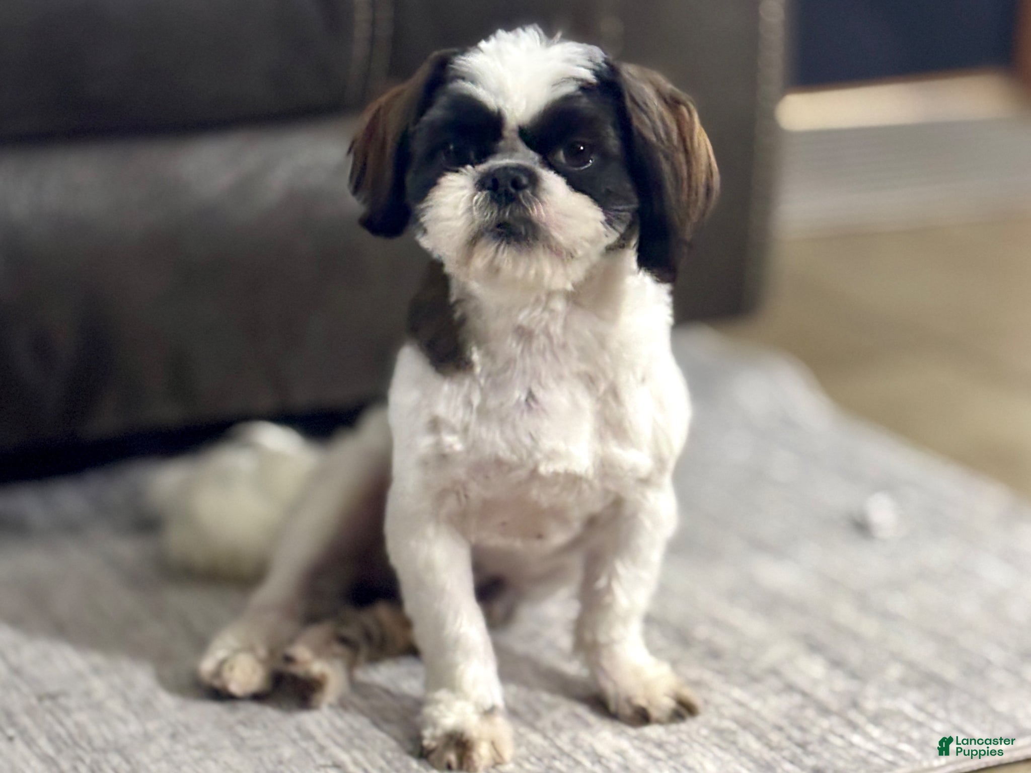 Shih Tzu dogs Spriggs - Ad 1