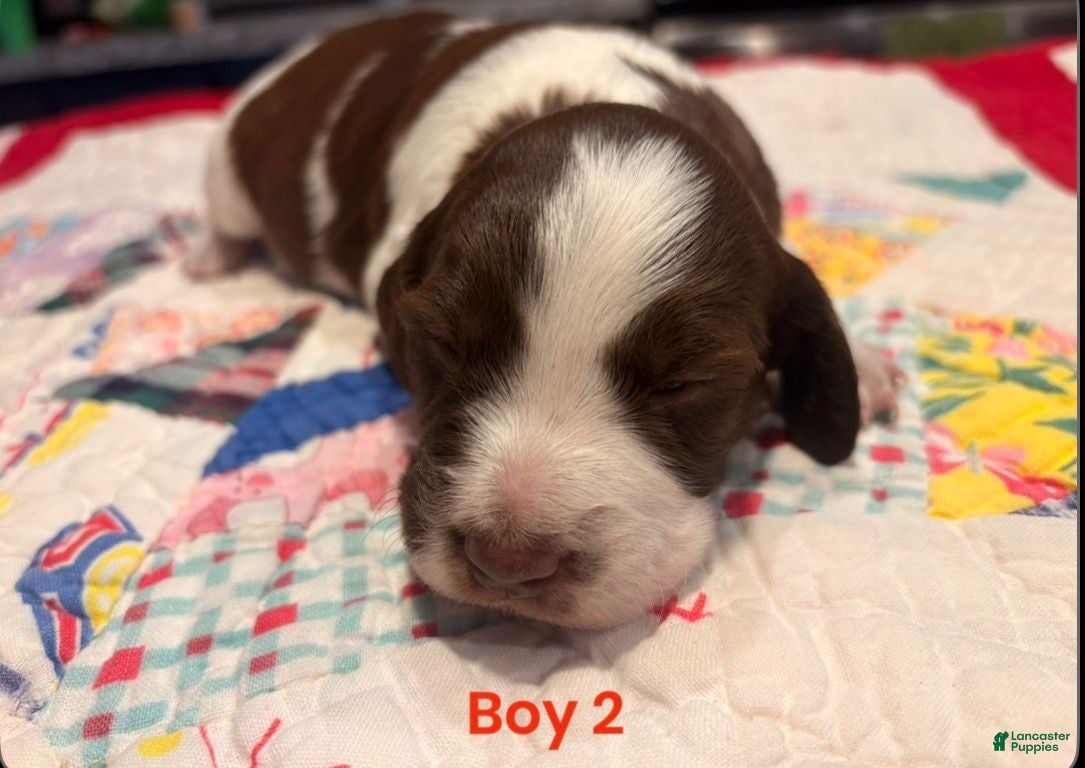Brittany Spaniel dogs Brittany Spaniel 2 - Ad 2