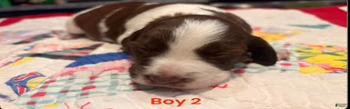 Brittany Spaniel 2