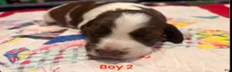 Brittany Spaniel dogs for sale: Brittany Spaniel 2 - Ad 1