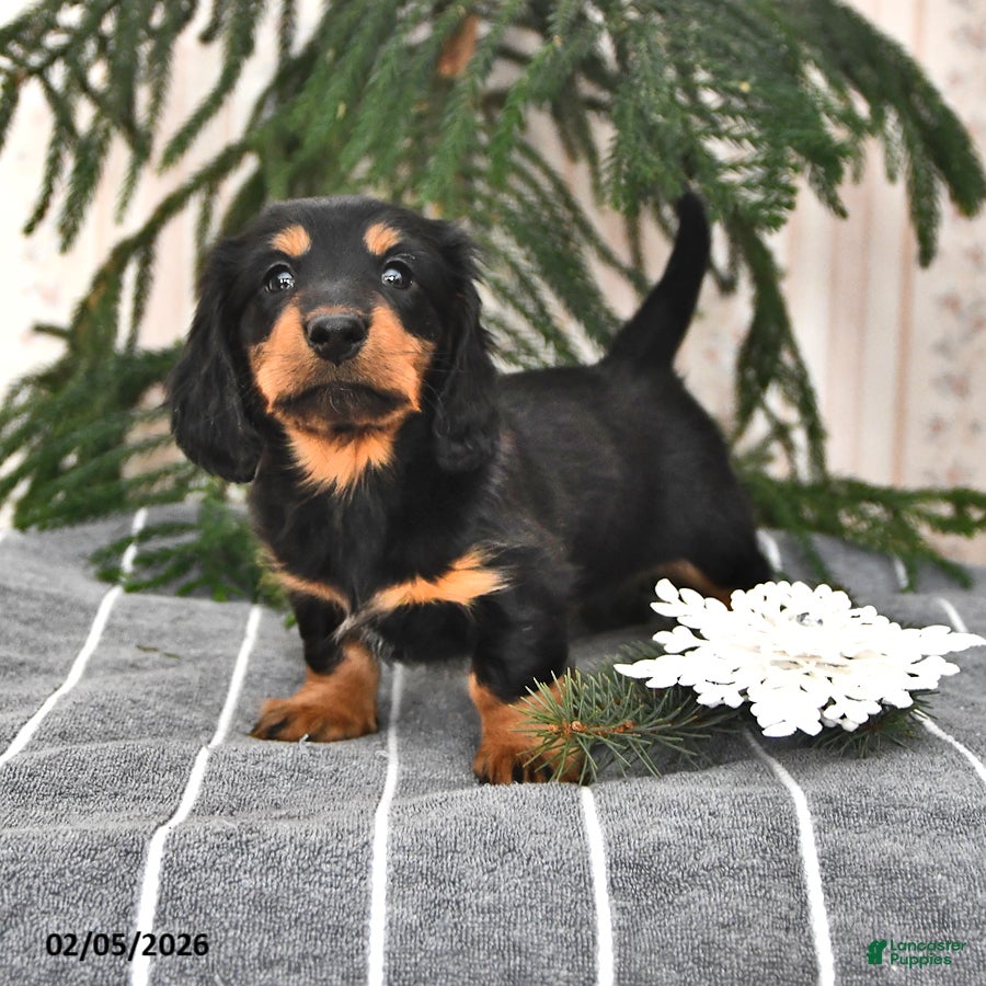 Miniature Dachshund dogs Sophie - Ad 7
