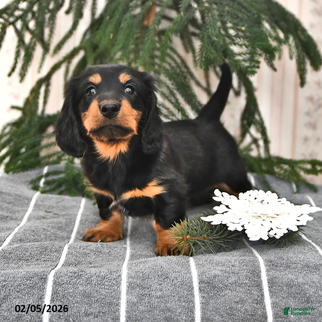 Miniature Dachshund dogs for sale: Sophie - Ad 1