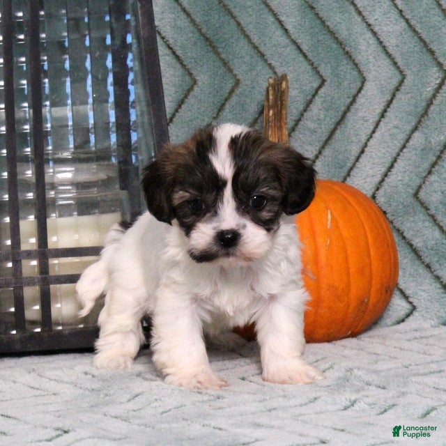 Teddy Bear dogs Isabelle - Ad 1