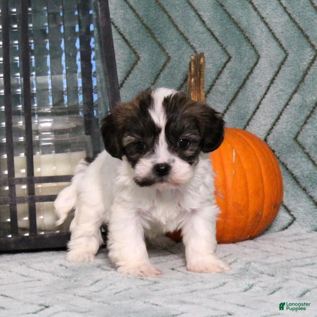 Teddy Bear dogs for sale: Isabelle - Ad 1