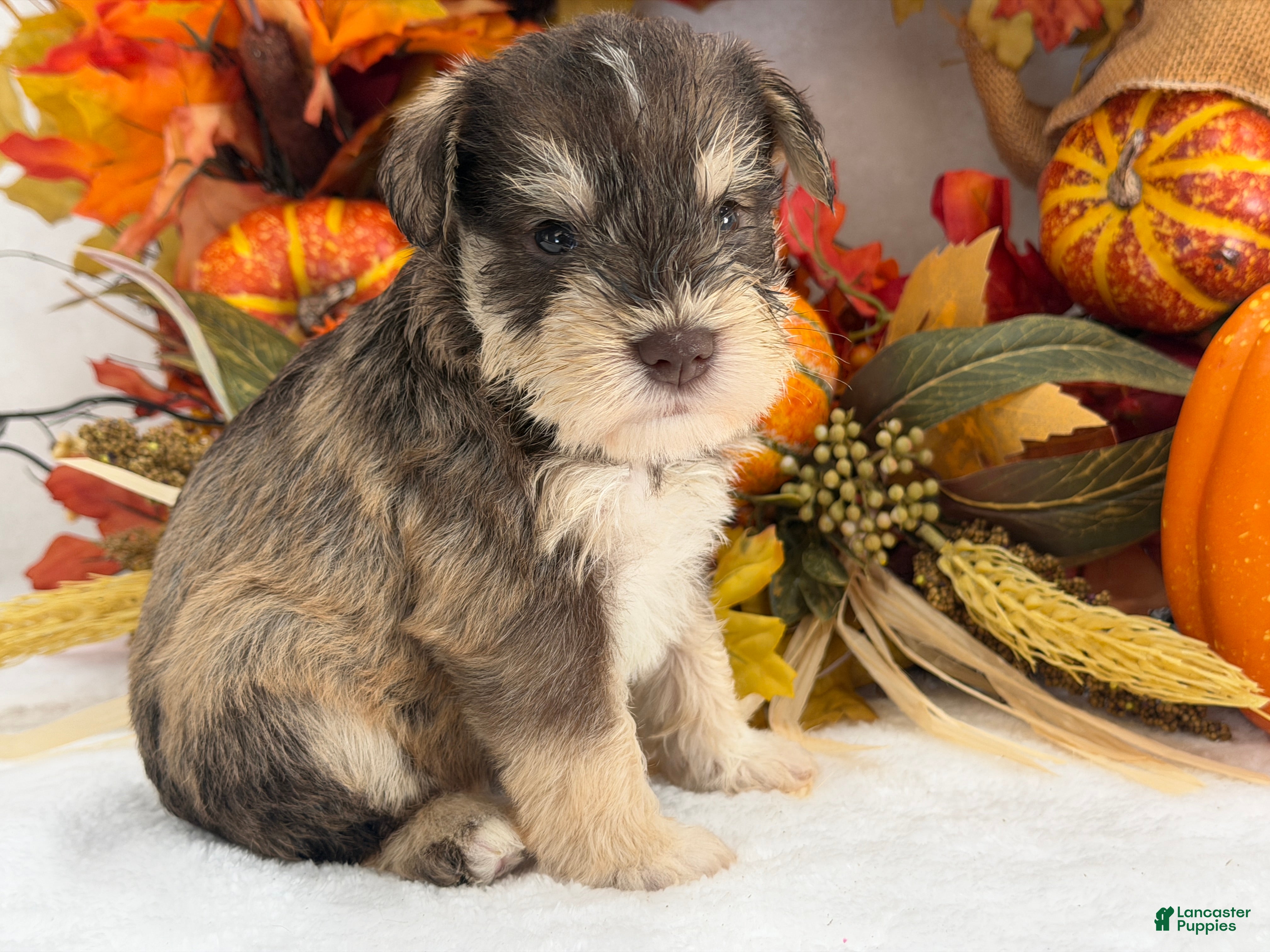 Miniature Schnauzer dogs for sale: Kora Male 3 - Ad 30