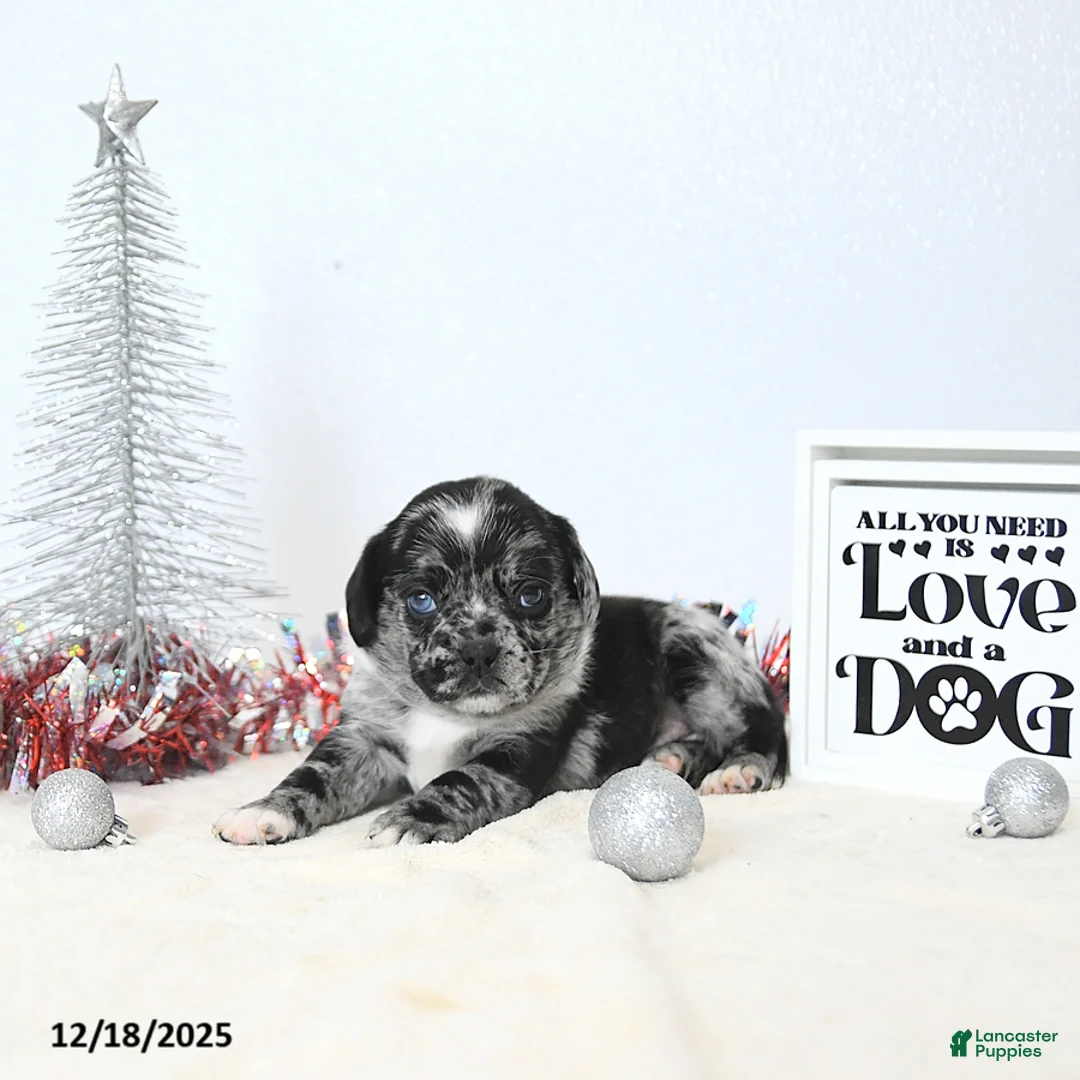 Puggle dogs for sale: Gemma - Ad 7