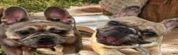French Bulldog dogs for sale: French Bulldog 7 - Ad 11