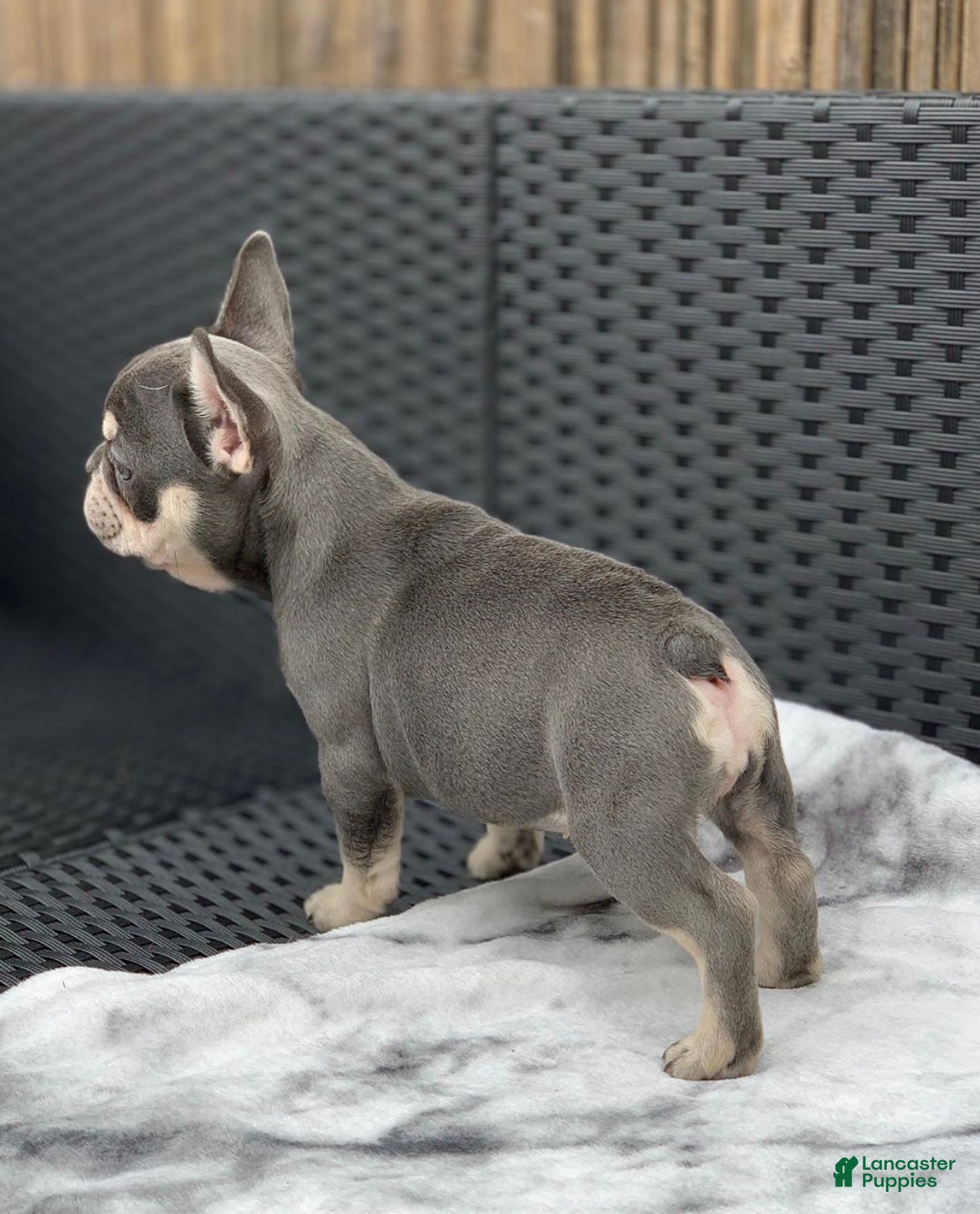 French Bulldog dogs Dylan ~ Lilac Tan French Bulldog Puppy  - Ad 41