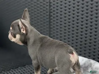 French Bulldog dogs Dylan ~ Lilac Tan French Bulldog Puppy - Ad 41