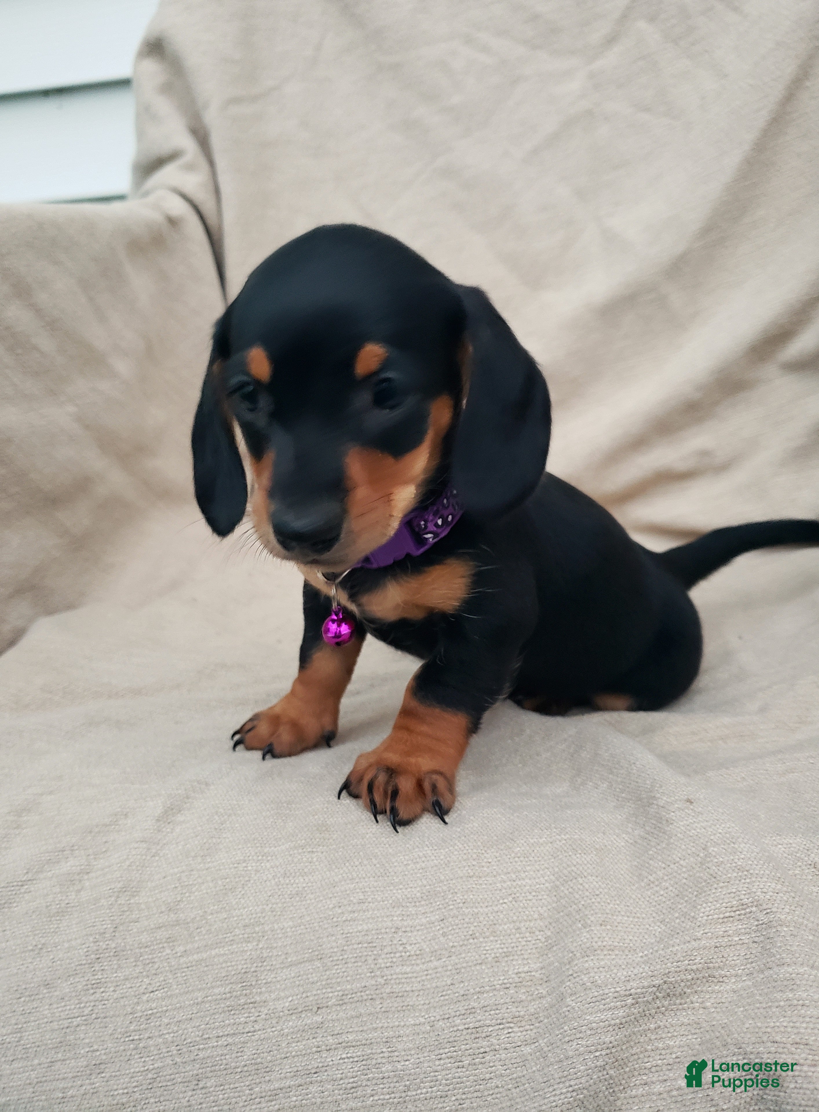 Miniature Dachshund dogs PRINCESS - Ad 2