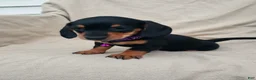 Miniature Dachshund dogs for sale: PRINCESS - Ad 2