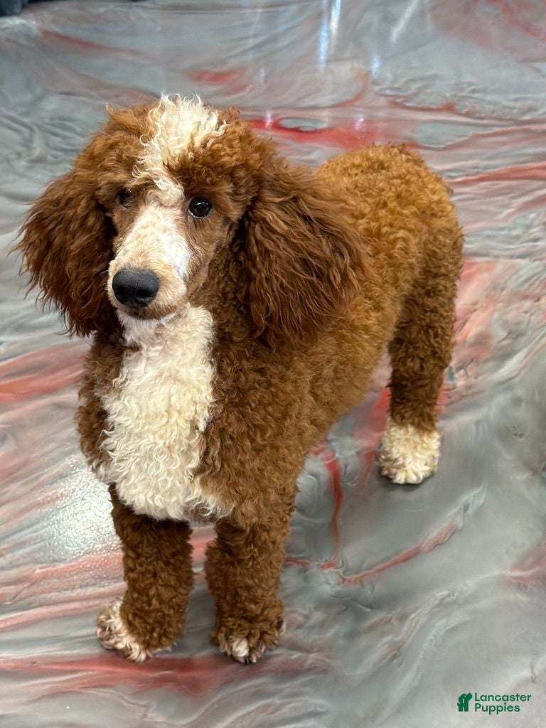Miniature Poodle dogs Huck - Ad 2