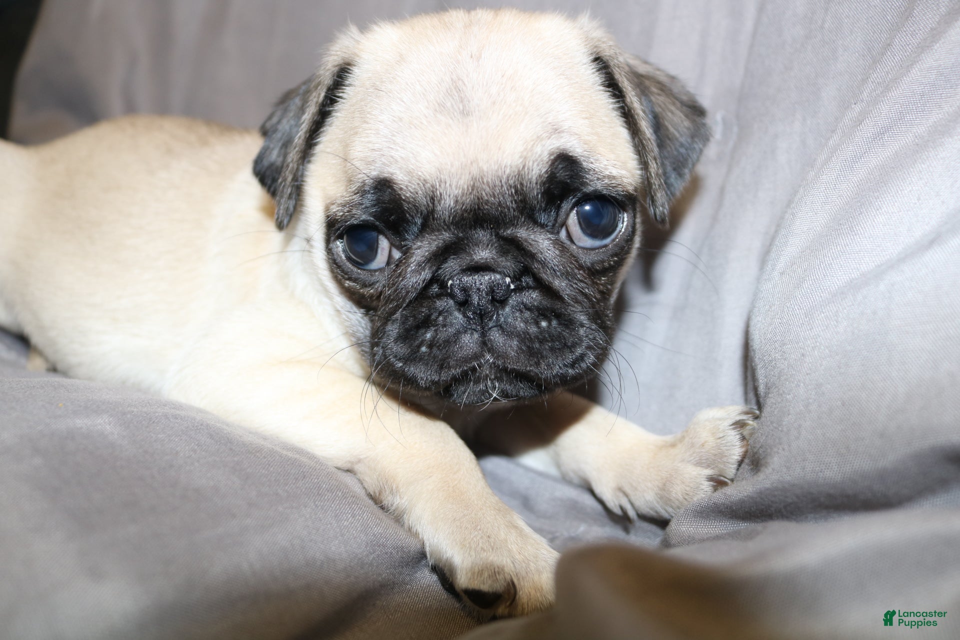 Pug dogs Pug Puppy 3 - Ad 41