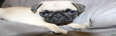 Pug Puppy 3