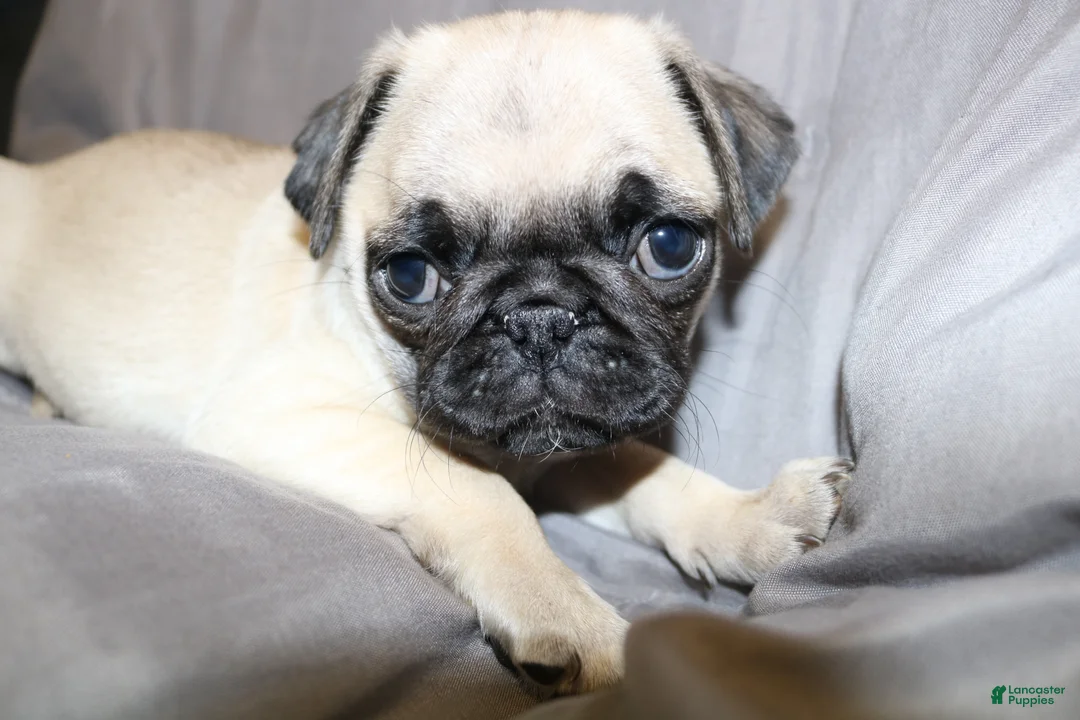 Pug dogs for sale: Pug Puppy 3 - Ad 1