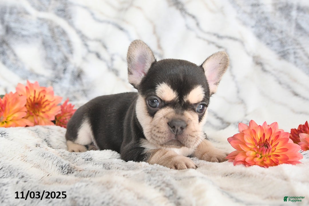 French Bulldog dogs for sale: Loni - Ad 12