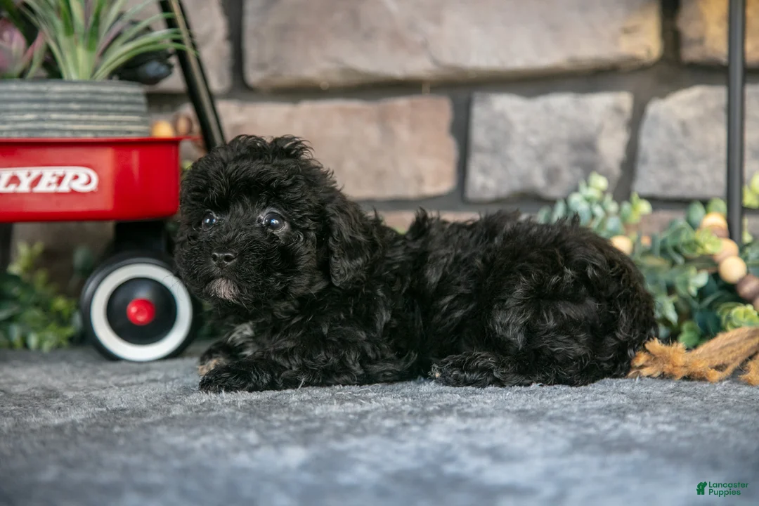 Havapoo dogs for sale: Trooper - Ad 1