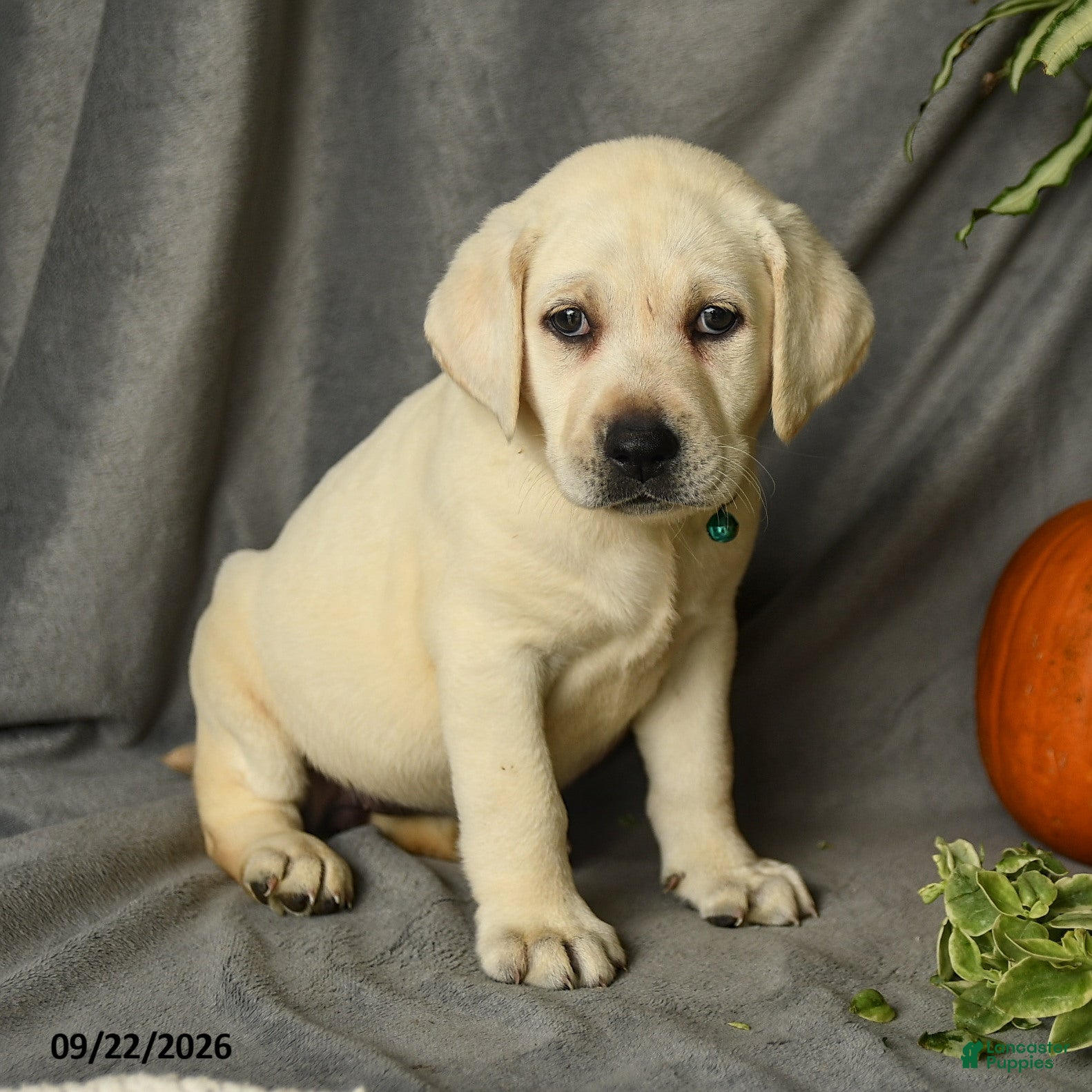 Labrador Retriever dogs Dina - Ad 1