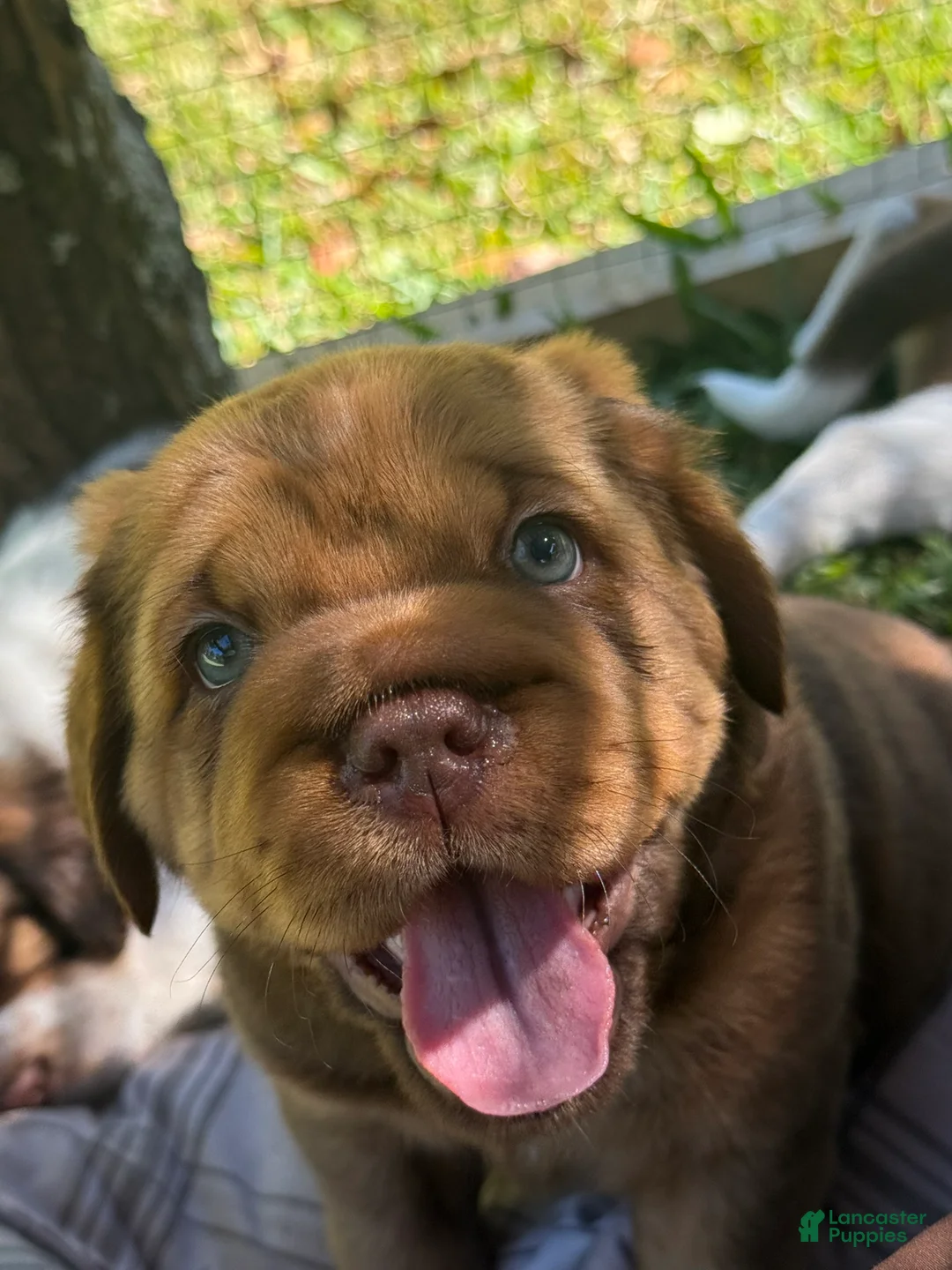 Mini Hippo dogs for sale: Mini Hippo - Amaretto  - Ad 3