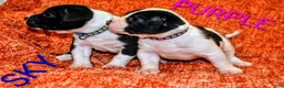 Presa Canario dogs for sale: Mr Purple  - Ad 13