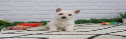 West Highland Terrier dogs for sale: Quincey  - Ad 8