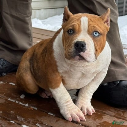 American Bully dogs Diesel - Ad 23