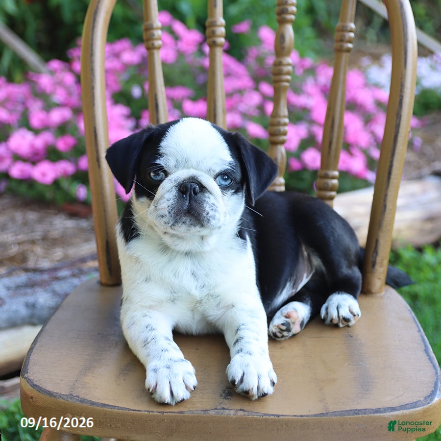 Pug dogs Sparkle - Ad 2