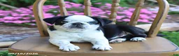Pug dogs for sale: Sparkle - Ad 2