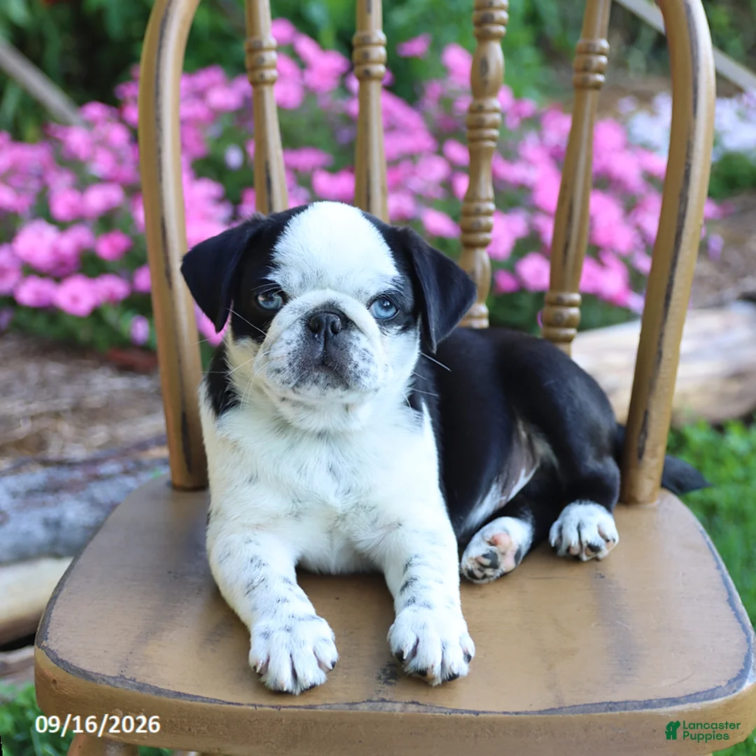 Pug dogs for sale: Sparkle - Ad 2