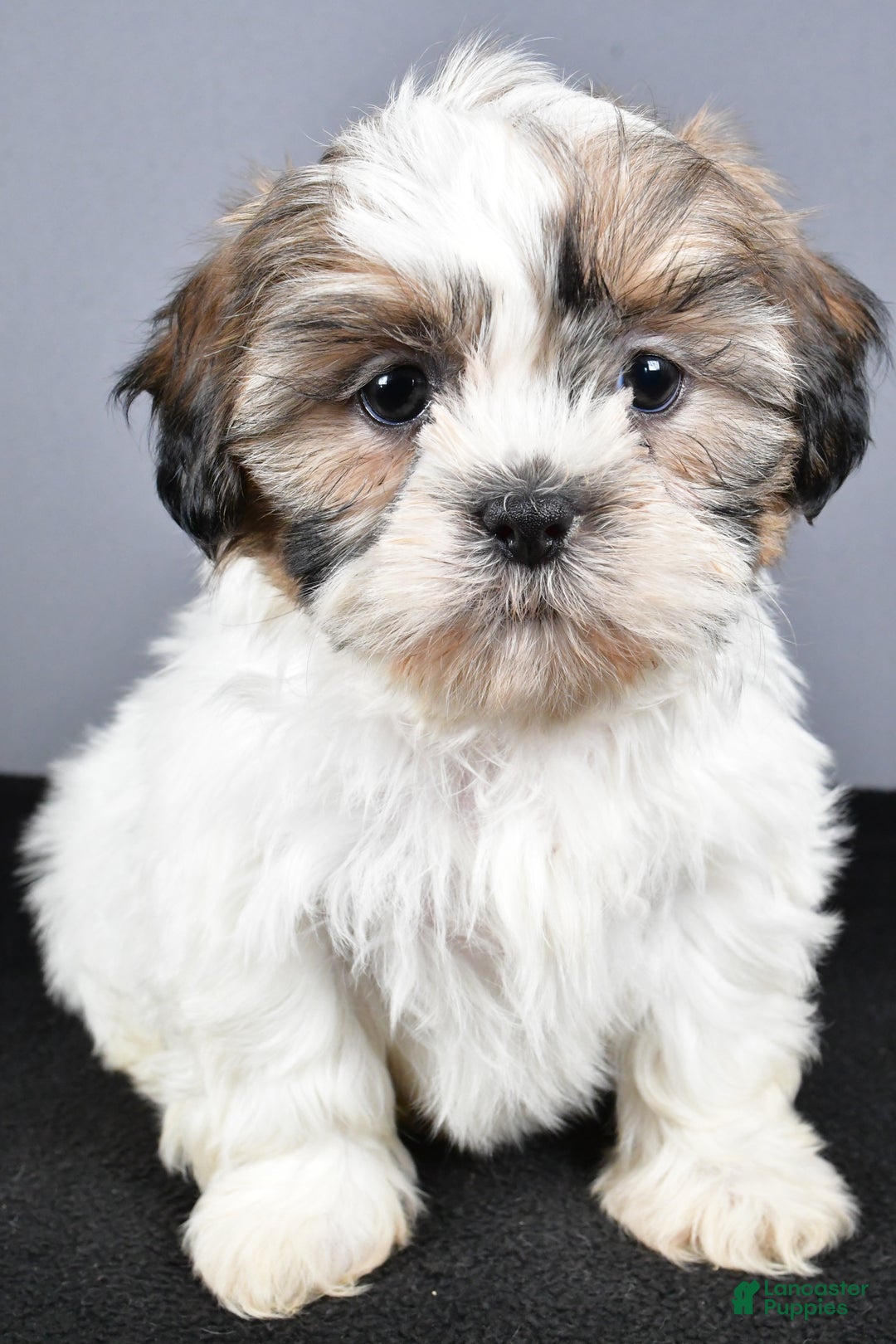 Shih Tzu dogs for sale: Lilly - Ad 6